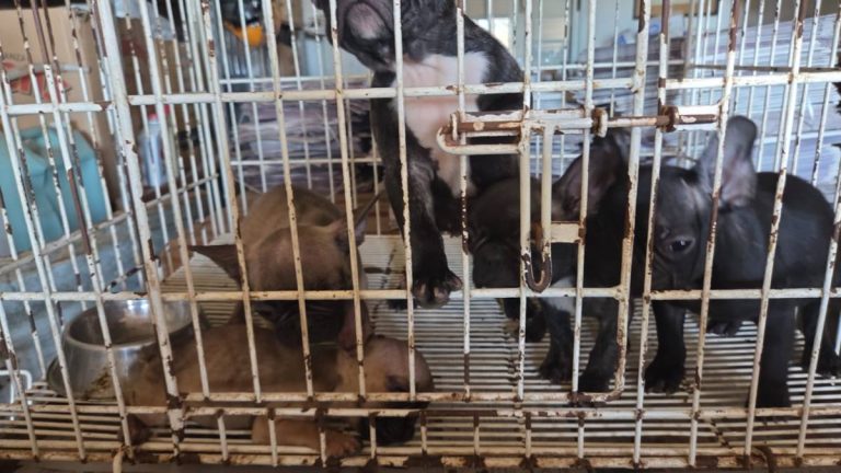 Criaderos ilegales de perros en Córdoba. 146 perros. Córdoba y Toledo