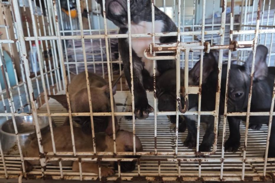Criaderos ilegales de perros en Córdoba. 146 perros. Córdoba y Toledo